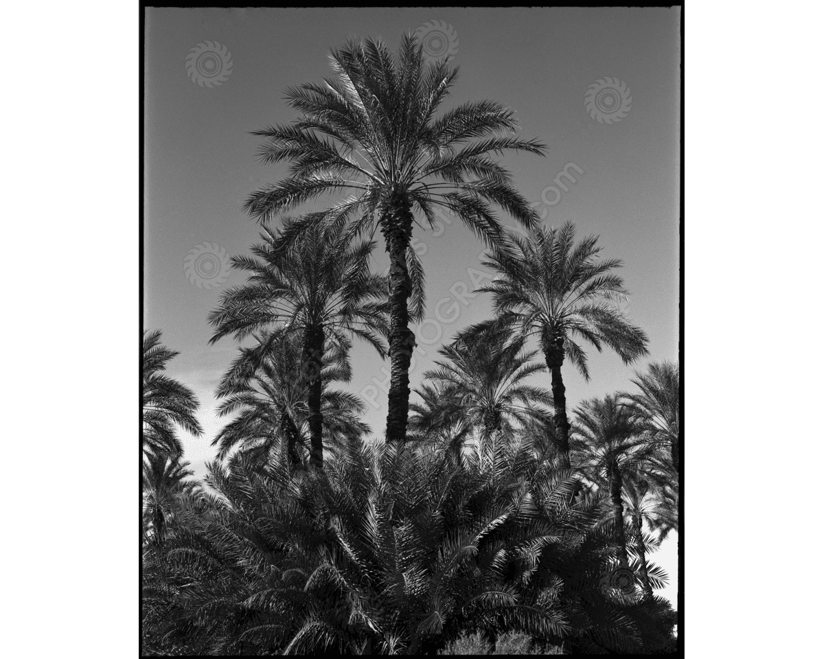 media/com_hikashop/upload/ca_1200wm_palms-2.png