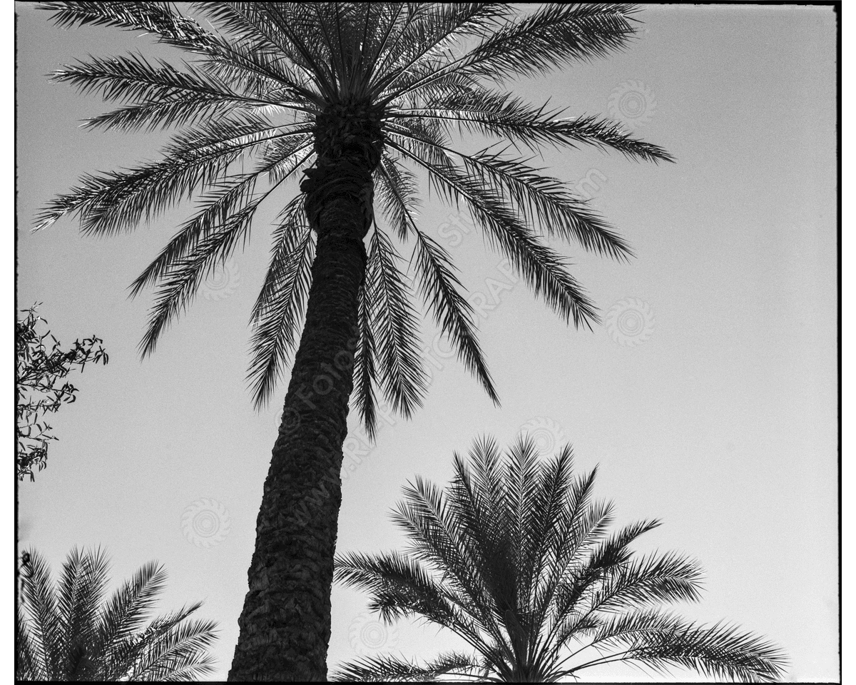 media/com_hikashop/upload/ca_1200wm_palms-4.png