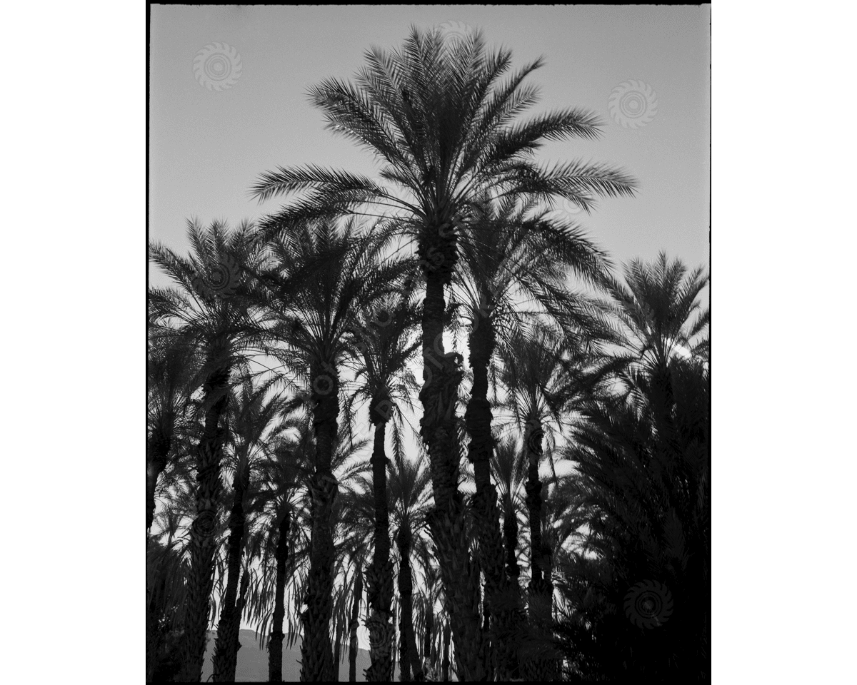 media/com_hikashop/upload/ca_1200wm_palms-5.png