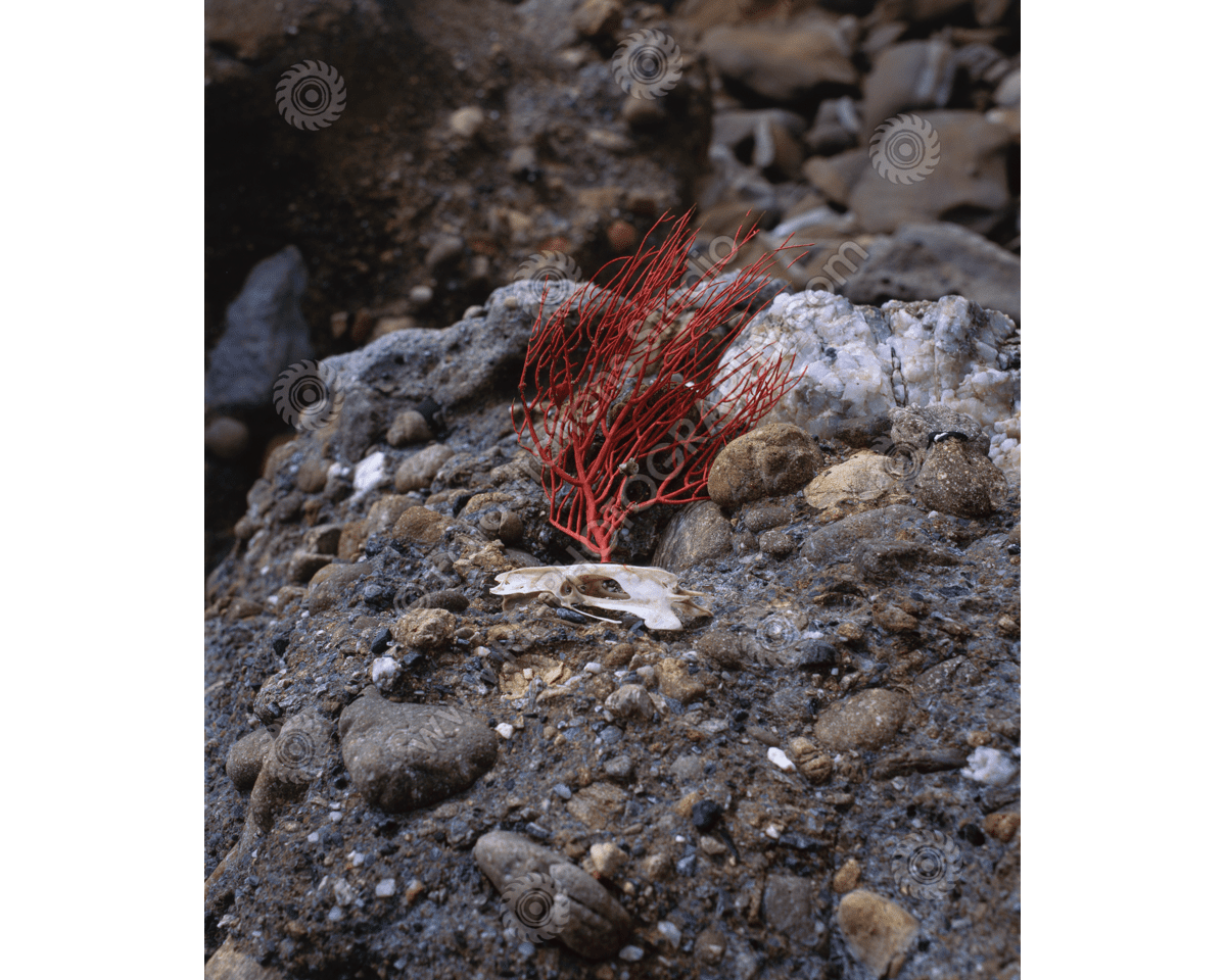 media/com_hikashop/upload/fs_c-o_sci_1200pxwm-80.png