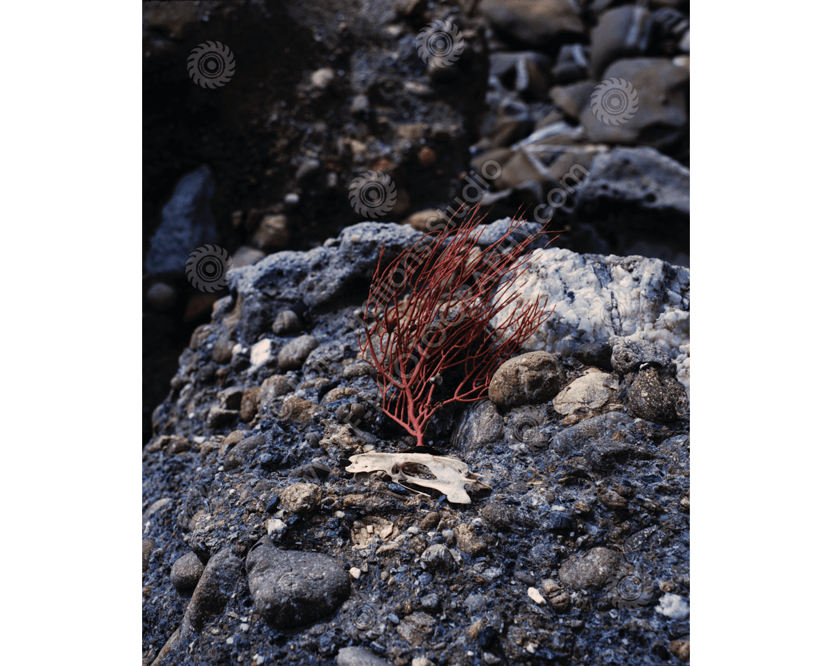 media/com_hikashop/upload/fs_c-o_sci_1200pxwm-81.png