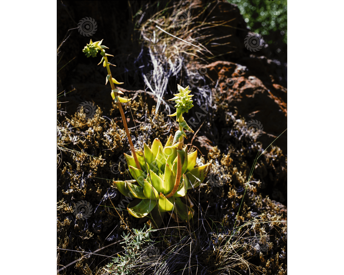 media/com_hikashop/upload/fs_c-o_sci_1200pxwm-88.png