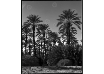 ca_1200wm_palms-1