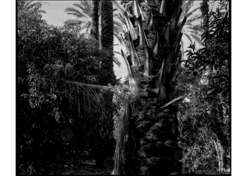 ca_1200wm_palms-10
