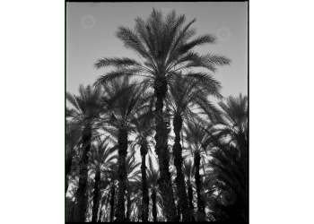 ca_1200wm_palms-3