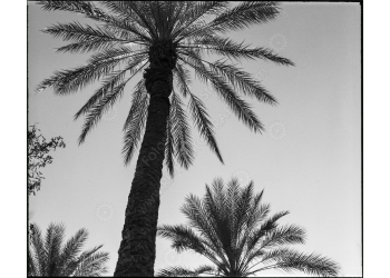 ca_1200wm_palms-4