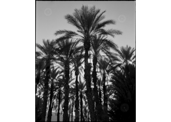 ca_1200wm_palms-5