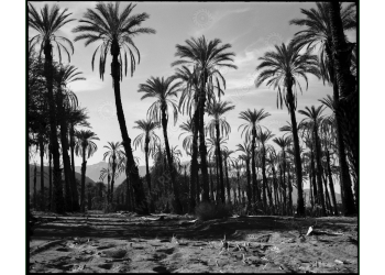ca_1200wm_palms-7
