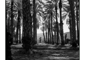ca_1200wm_palms-9