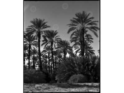 ca_1200wm_palms-1