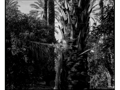 ca_1200wm_palms-10