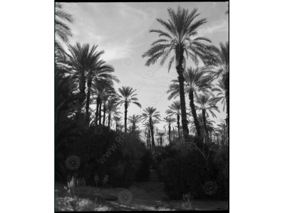 ca_1200wm_palms-11