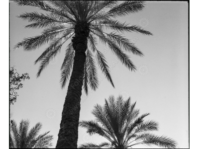 ca_1200wm_palms-4