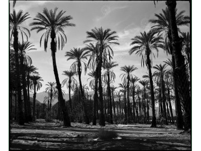 ca_1200wm_palms-8