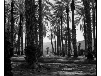 ca_1200wm_palms-9