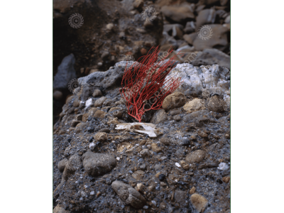 fs_c-o_sci_1200pxwm-80