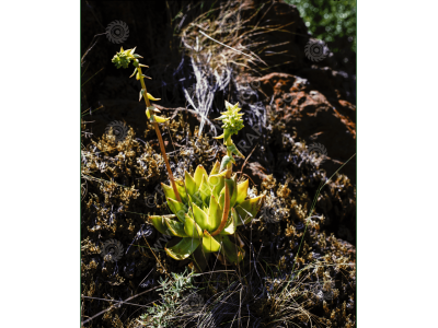 fs_c-o_sci_1200pxwm-88